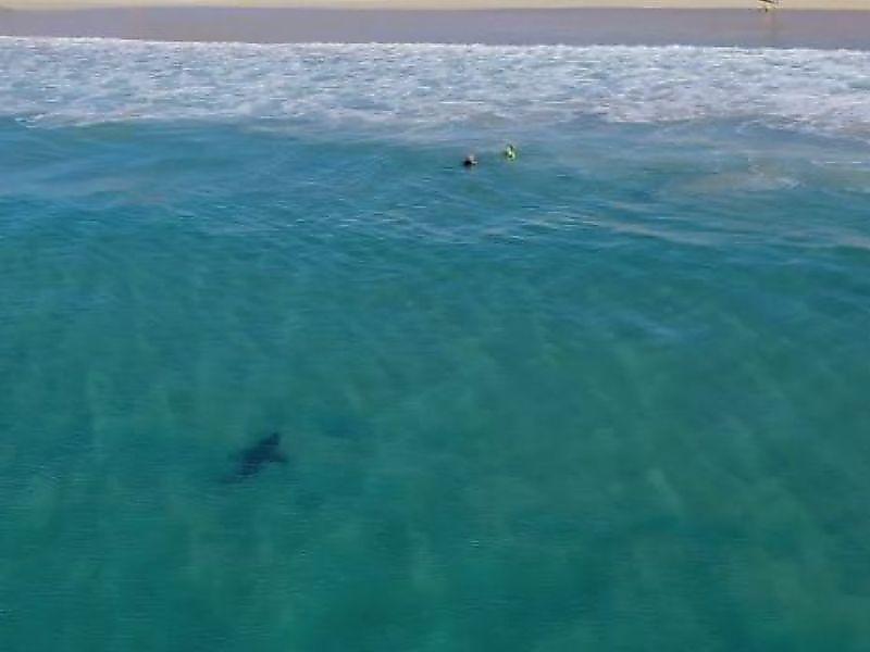 Любопытная акула подплыла к малолетним туристам, резвящимся у побережья Австралии ▶