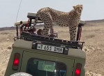 Любопытный гепард напугал туристов, забравшись в их машину ▶
