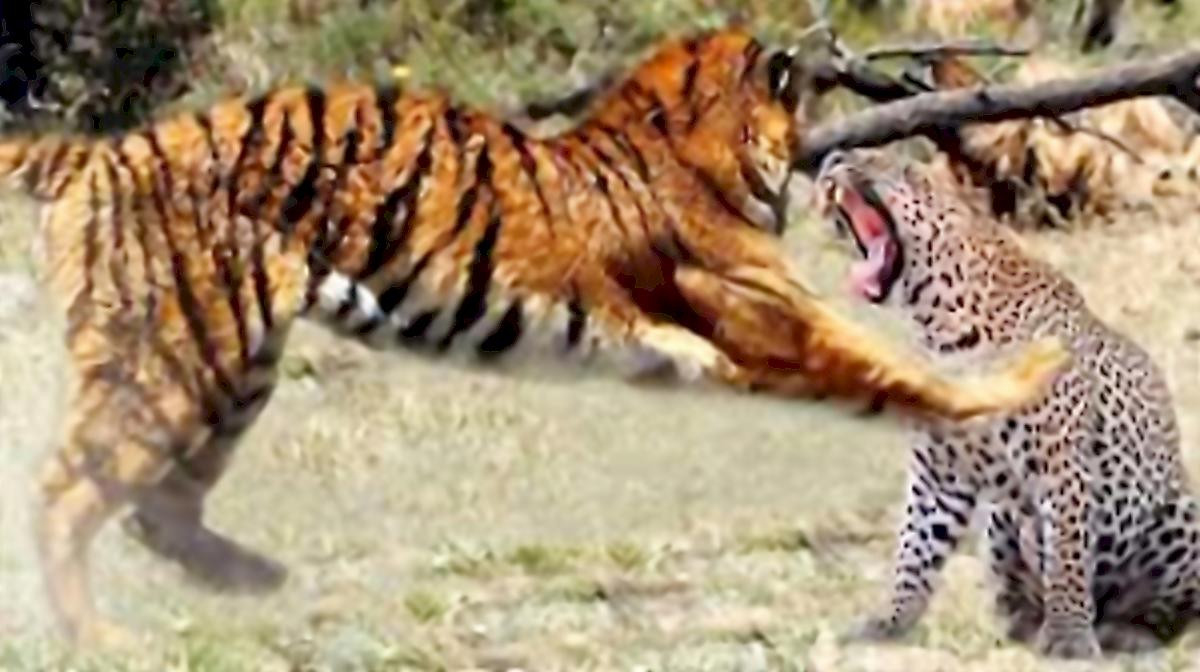 Противостояние тигрицы и леопарда попало на видео в индийском заповеднике