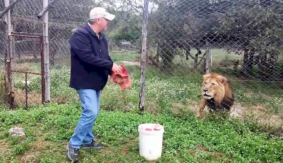 Раненого льва «не соблазнил» кусок мяса, брошенный упитанным туристом в Африке