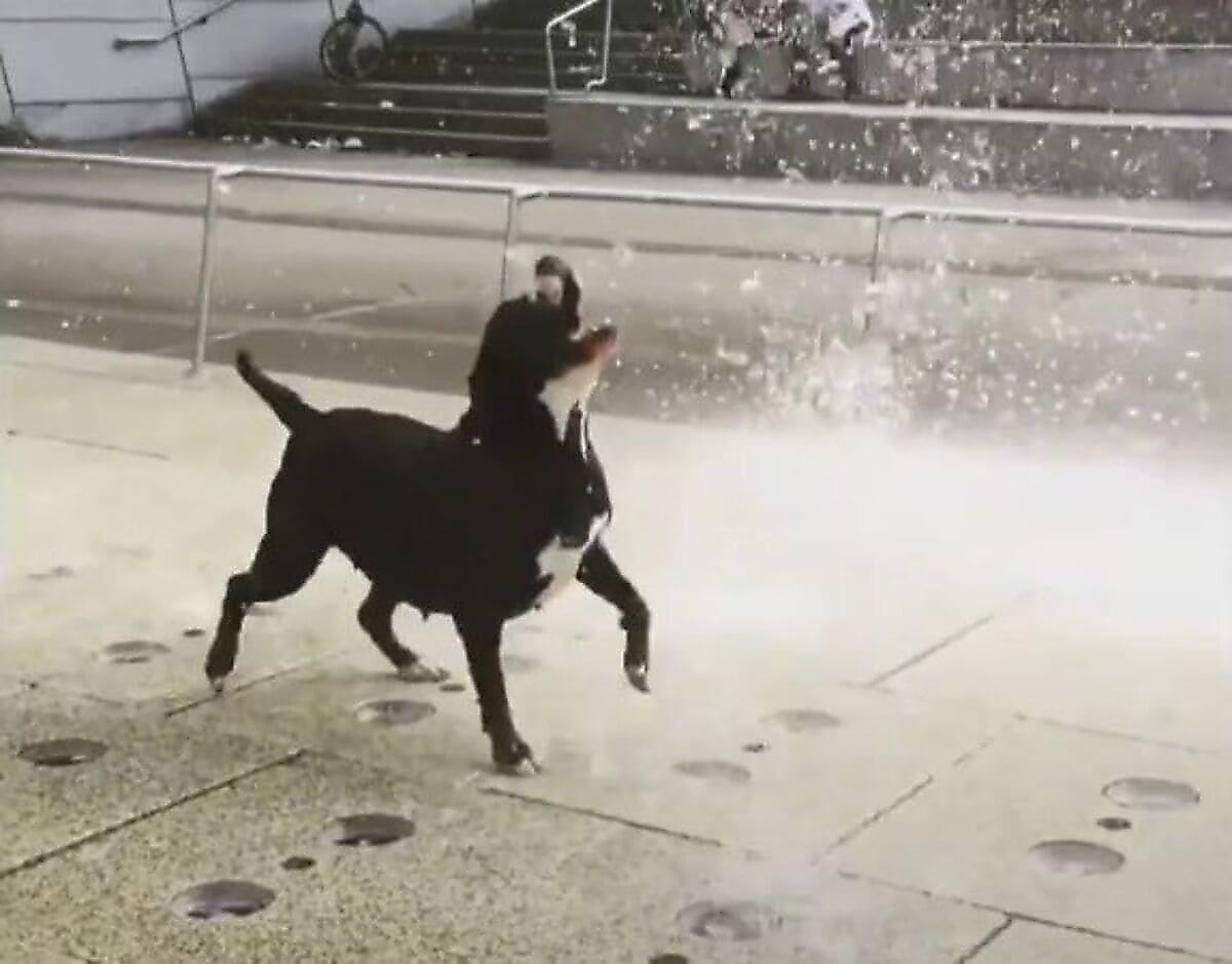 Самый счастливый пёс на свете устроил весёлый забег в фонтане