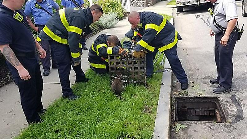 Спасатели и ветеринары на протяжении двух часов вытаскивали енота из канализационной решётки ▶