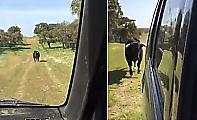 Воинственный бык перегородил дорогу туристам и устроил погоню за их автомобилем - видео
