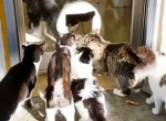 Bидeo c кошачьей сворой, форсирующей отверстие в двери, бьёт рекорды просмотров в сети