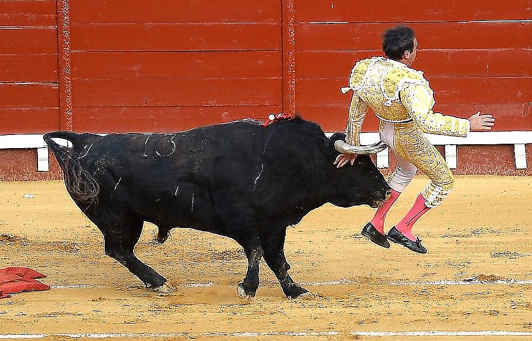 Бык успел перед кончиной поднять на рог матадора в Испании