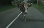 Корова, как заправская манекенщица продефилировала по автодороге, удивив автомобилиста (Видео)