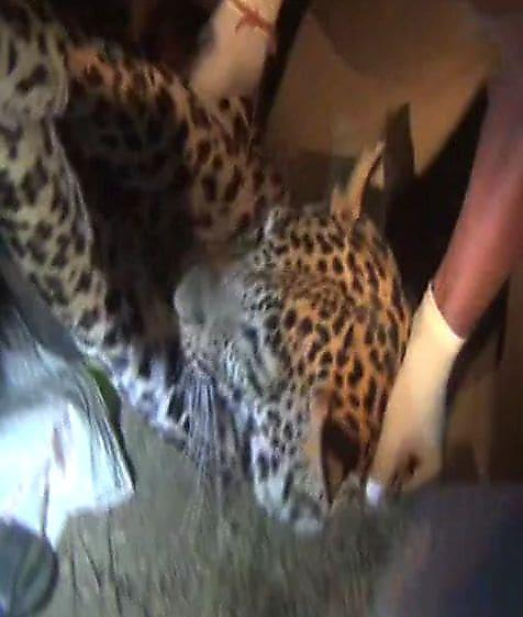 Крупномасштабная операция поимки леопарда, пробравшегося в полицейский участок, была проведена в Индии