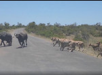 Львиный прайд напал на двух буйволов на глазах у туристов в ЮАР