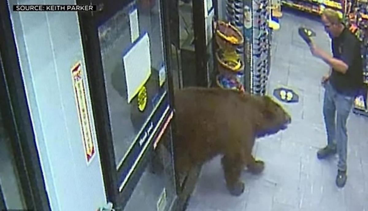 Медведи повадились устраивать налёты на магазины в США - видео
