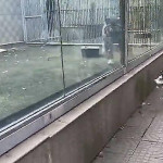 Пёс не испугался тигра и принял участие в забеге возле вольера в китайском зоопарке (Видео)