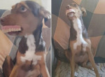 Пёс примерил зубные протезы, стащив их у престарелой хозяйки в Бразилии