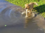 Хитрый пёс, пытаясь не промокнув вернуть мяч из реки, попал на видео в Британии