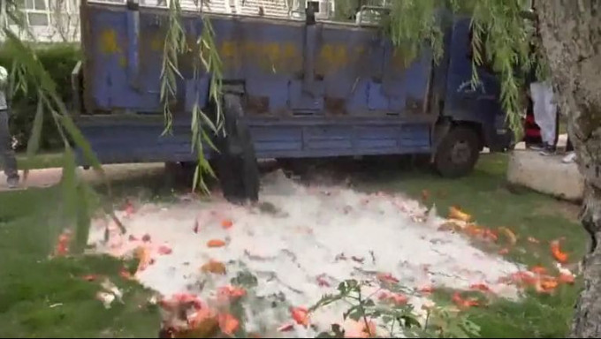 Сотни карпов кои оказались на газоне возле университета в Китае (Видео)