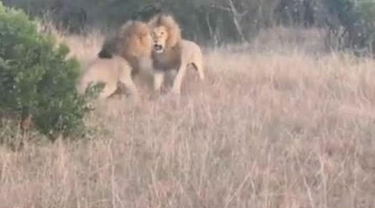 Львы устроили потасовку за внимание самки в Кении