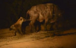Гиена использовала запрещённый приём, подкравшись сзади к буйволу, отбившему атаку львов (Видео)