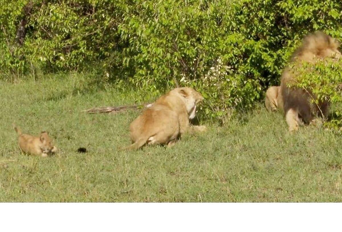 Грозный лев не признал львёнка и прогнал нового члена прайда в Кении