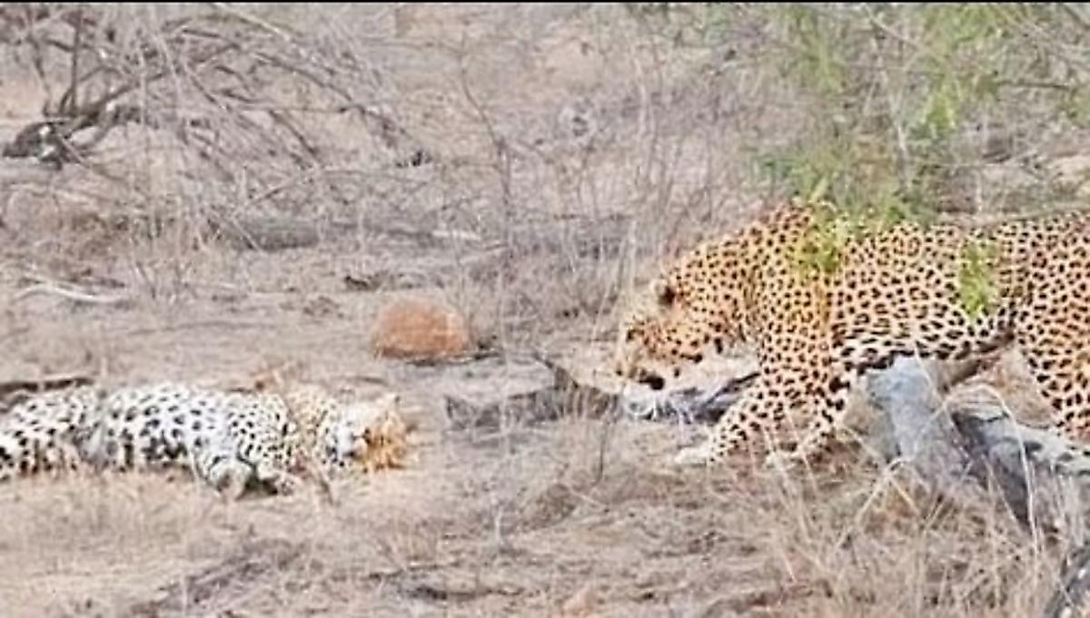Коварный леопард нарушил сон самки и заставил её прятаться на дереве