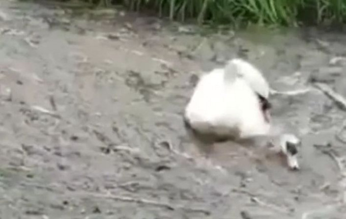 Лебедь попытался спасти то́нущего сородича на болоте в Британии (Видео)