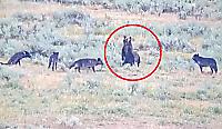 Медведица, защищая детёнышей, разогнала волков в американском заповеднике