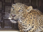 Очередного, упавшего в колодец леопарда спасли в Индии
