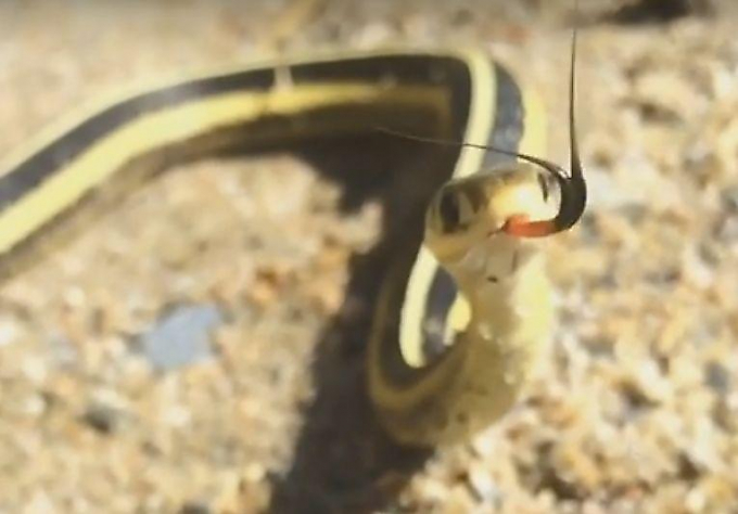 Подвязочная змея наказала канадца, решившего запечатлеть её ▶