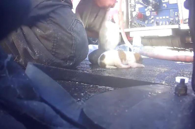 Пожарные спасли трёх щенков и вытащили их из горящего зоомагазина в США
