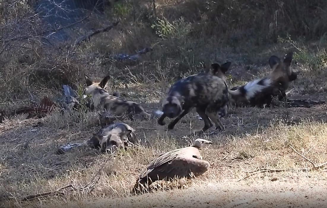 Противостояние диких псов со стервятниками, гиеной и орлом запечатлели туристы в ЮАР