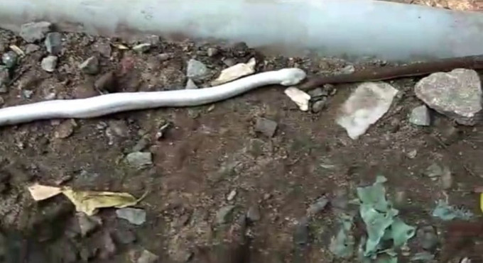 Редкая змея-альбинос проглотила соплеменницу в Индии (Видео)