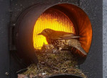 Семейство дроздов свило в светофоре уютное гнездо для своих птенцов