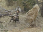 Стая диких собак, не обращая внимания на гиен, не оставила шансов на спасение антилопе в ЮАР ▶