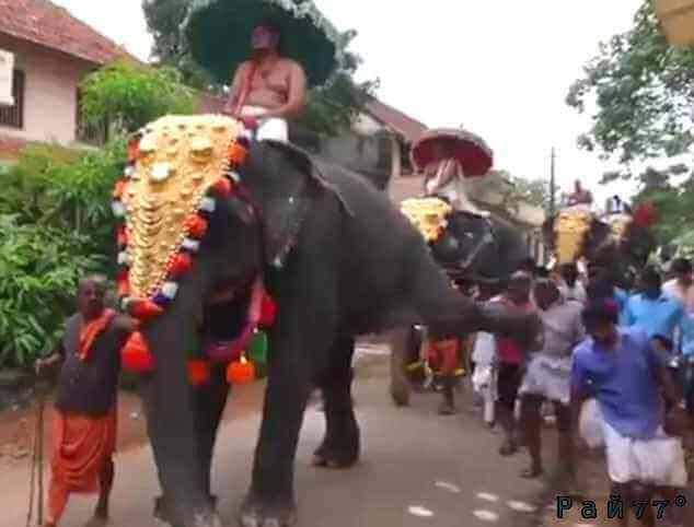 Слон послал в глубокий нокаут индийца во время священной церемонии