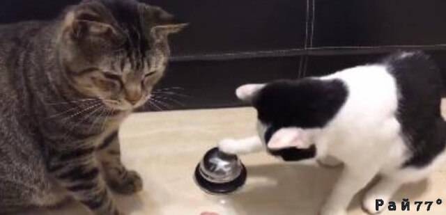 Две кошки и колокольчик или, как владелец животных приучил их к «хорошим манерам». (Видео)