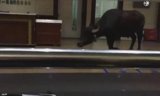 Агрессивный бык вломился в китайскую больницу (Видео)