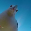 Наглая чайка стащила видеокамеру и запечатлела свой непродолжительный полёт (Видео)