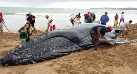 Несколько десятков человек приняли участие в спасении детёныша горбатого кита, выброшенного на берег в Бразилии (Видео) 0