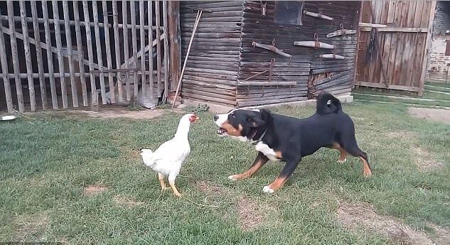 Курица поставила на место агрессивного пса на скотном дворе в Чехии. (Видео)