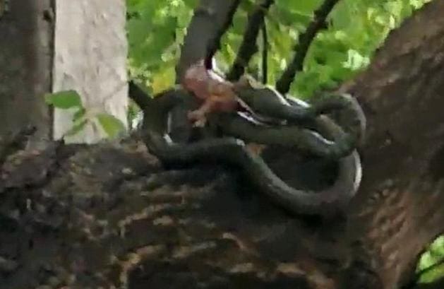 Битва двух гекконов со змеёй, заглотившей их соплеменника, произошла на глазах у шокированных туристов в Тайланде. (Видео)