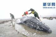 Китайские пограничники спасли севшего на мель кита. (Видео) 2