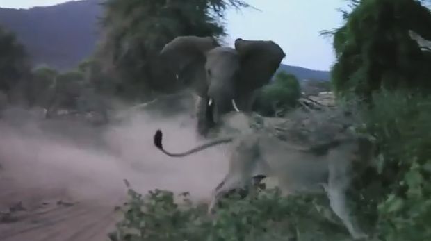 Слониха отбила атаку льва на своего детёныша в Кении (Видео)