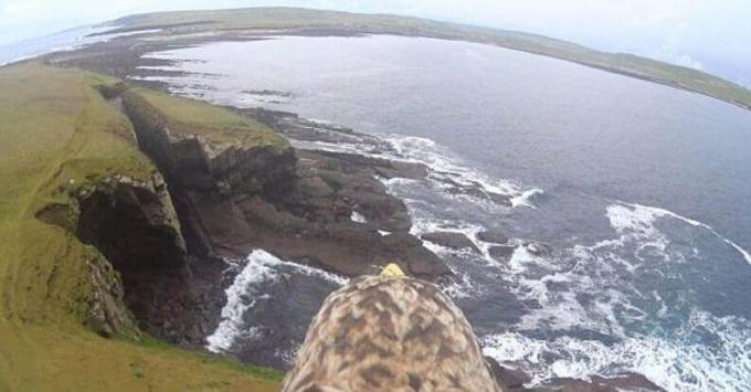 Орёл с камерой на «борту» запечатлел пейзажи Британии (Видео)