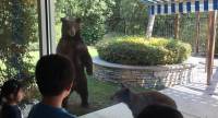 Медведица с медвежонком второй раз наведались в частное жилище в Калифорнии (Видео)
