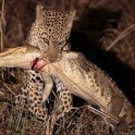 Леопард пообедал крокодилом в парке дикой природы в Замбии. (Видео)