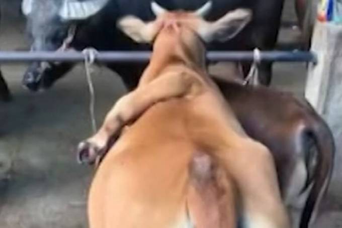Телёнок с пятой ногой на спине проживает на китайской ферме. (Видео)