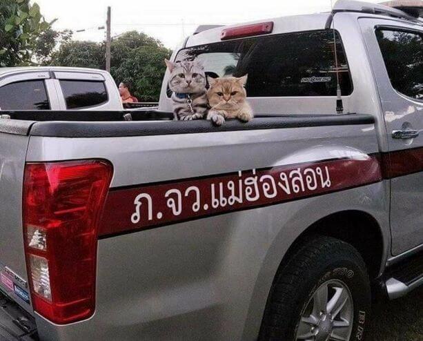 Полицейские арестовали двух подравшихся котов в Тайланде (Видео)