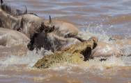 Британский турист сфотографировал, как огромный крокодил «пообедал» антилопой гну в Кении. 8