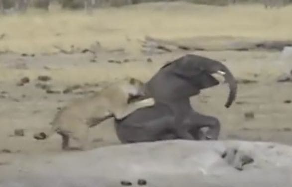 Неравное противостояние хромого слонёнка и львов, имело предсказуемые результаты в африканском заповеднике (Видео)