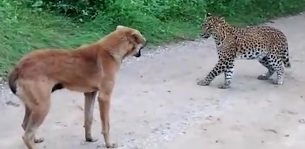 Бездомный пёс отбил атаку голодного леопарда в Индии