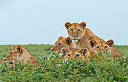 Турист снял семейный фотопортрет львиного семейства в парке ЮАР 2
