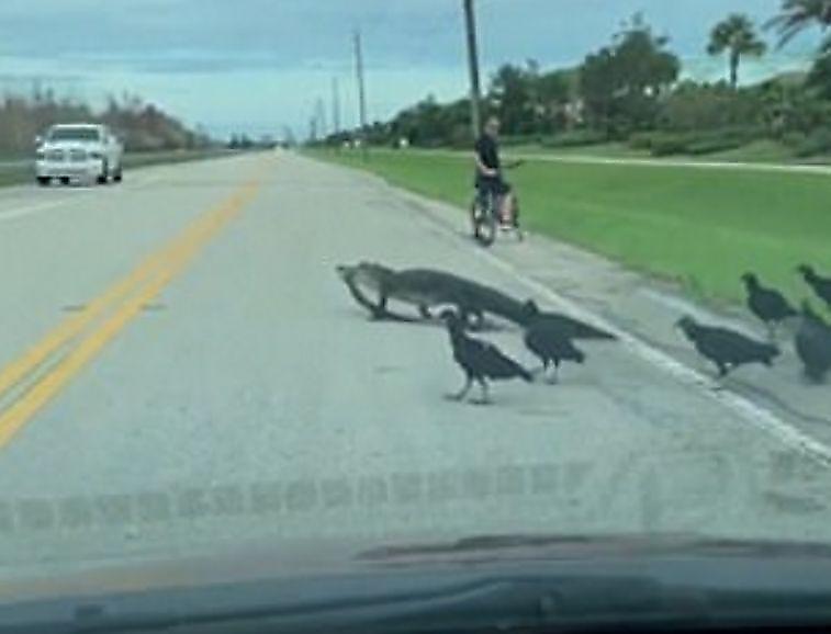 Стервятники сопроводили крокодила с добычей в зубах по автотрассе во Флориде ▶