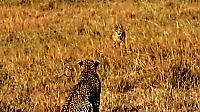 Леопард и гепард не поделили территорию в кенийском заповеднике